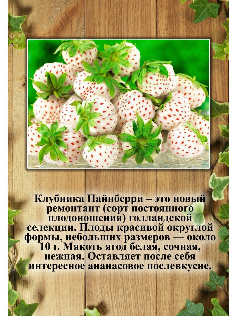 Pineberry перевод