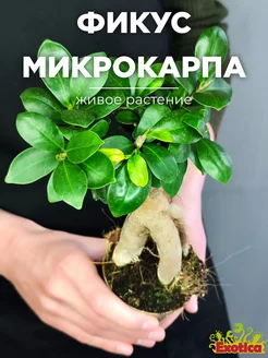 Фикус Микрокарпа (Ficus microcarpa) D9см