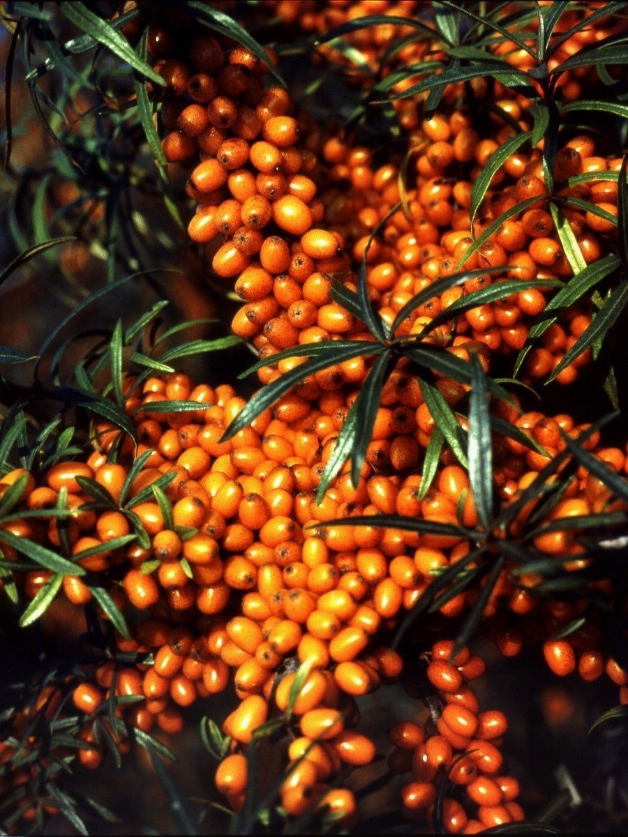 Фото облепихи. Облепиха Hippophae rhamnoides. Облепиха крушиновидная Аскола. Облепиха крушиновидная Hergo. Облепиха крушиновидная (Hippophae rhamnoides l.).