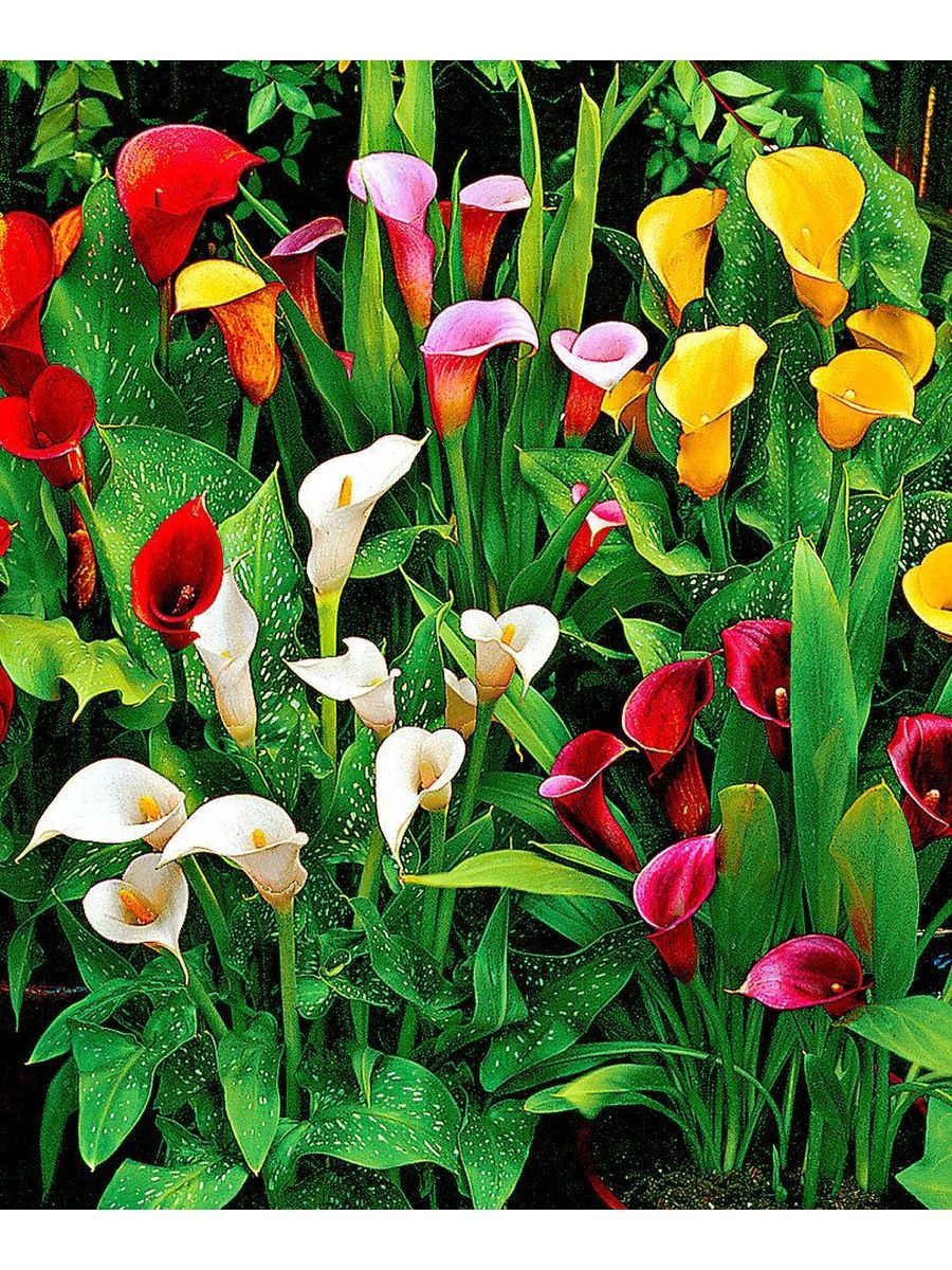 Калла Zantedeschia Mix