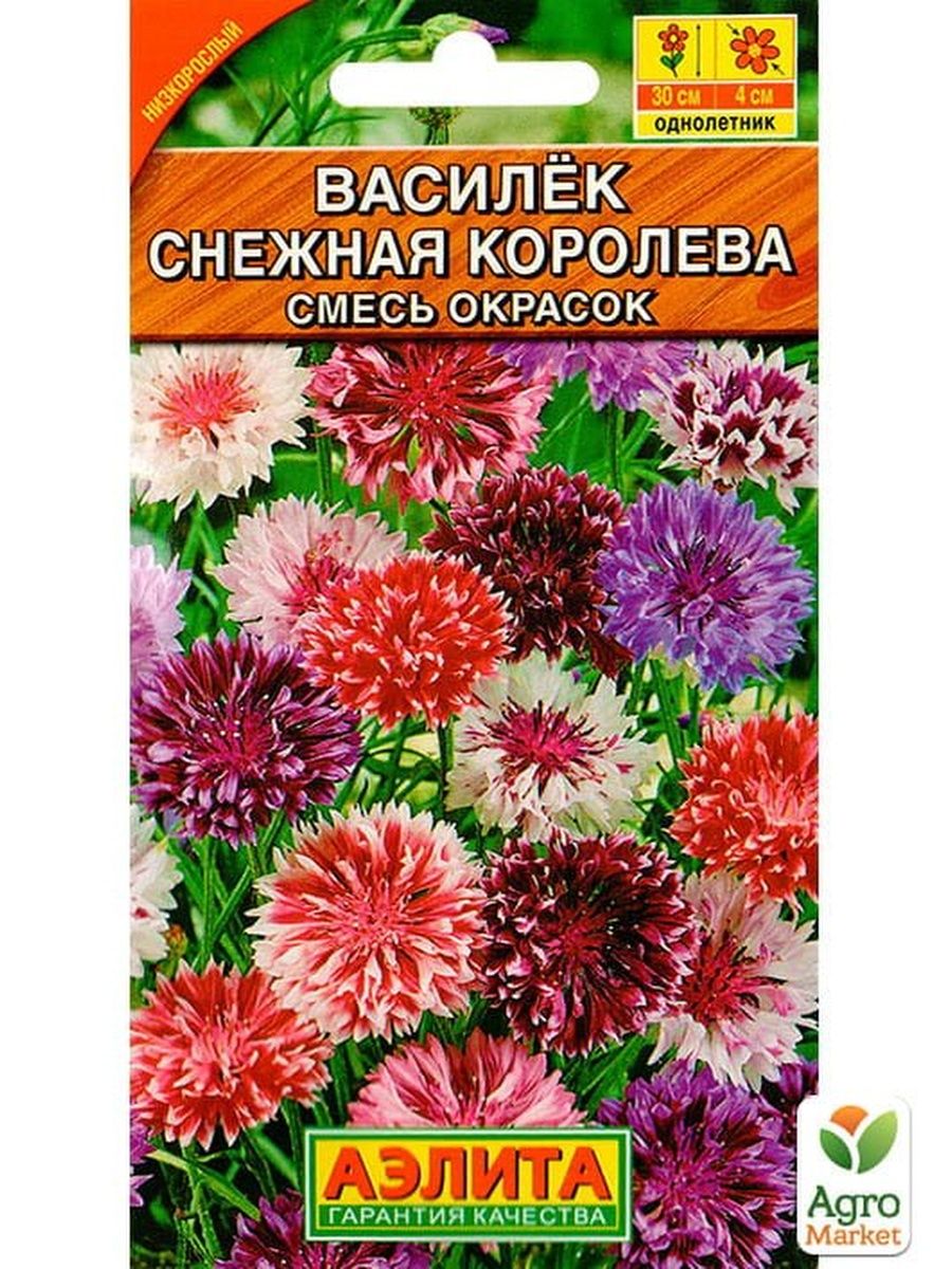 Василек снежная королева фото