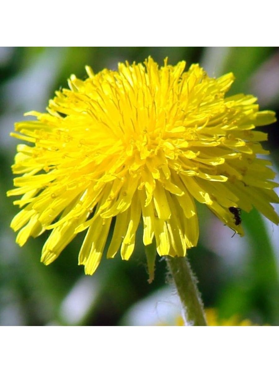 Одуванчик лекарственный. Одуванчик Taraxacum officinale. Кульбаба горчак. Одуванчик лекарственный (Taráxacum officinále). Taraxacum officinale f.h.Wigg. – Одуванчик лекарственный.